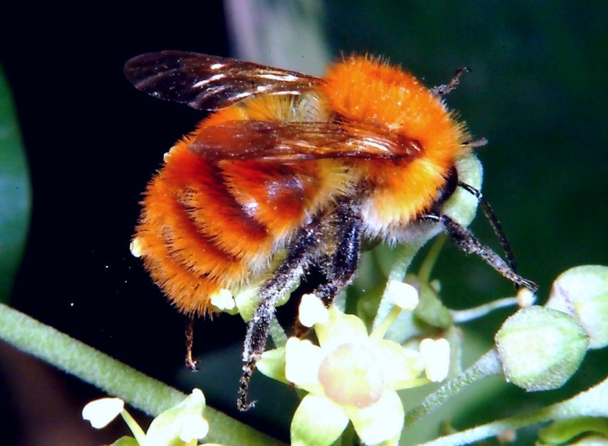Insetti in volo libero e bombo rosso